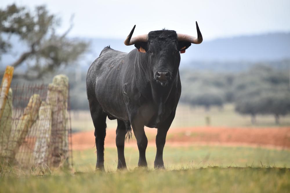 Jeux avec vache près de Grenade-sur-l'Adour