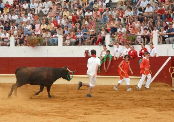 Spectacle taureau près de Grenade-sur-l'Adour
