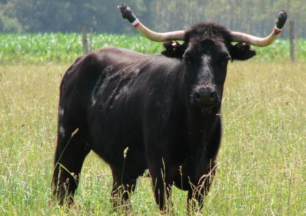 Vaches près de Grenade-sur-l'Adour